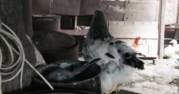 汚い鶏小屋で鶏 — ストック動画