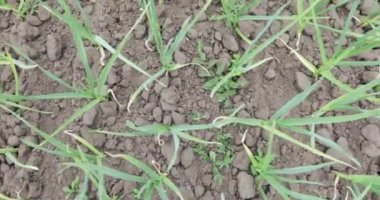 Sarımsak doğanın lahanası