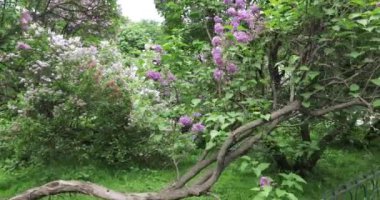 Moskova'da leylak Bahçe