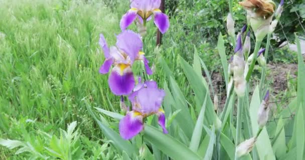 Blühende Iris oder Kasatik — Stockvideo