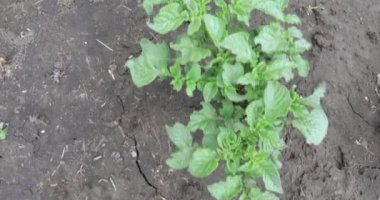 Patates lahanası yere