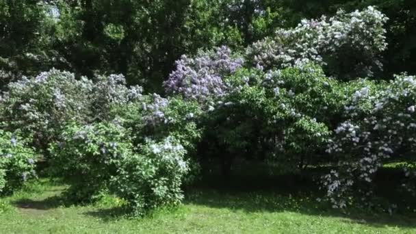 モスクワの公園で春の花木 ライラック ライラック ガーデン ライラック品種品種すべてモスクワ間の最も完全なコレクションは 早春の庭の花でサンザシ — ストック動画