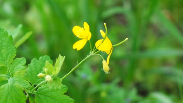 Gula blommor svalört — Stockvideo