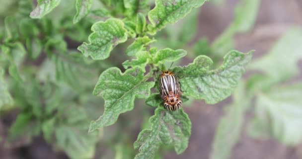 Escarabajos de patata de Colorado — Vídeo de stock