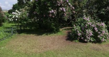 Moskova'da leylak Bahçe