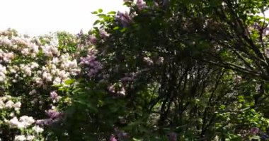 Moskova'da leylak Bahçe