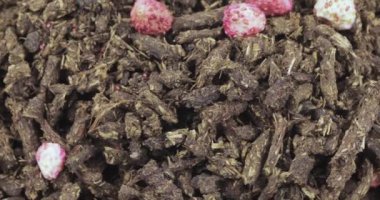 Ivan-çay çilek ile