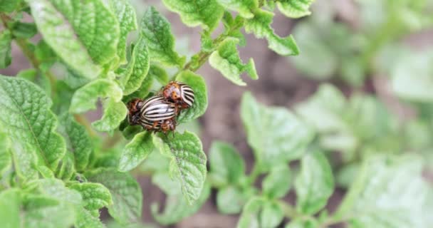 Doryphore de la pomme de terre — Video