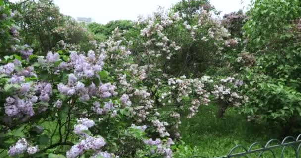 モスクワの公園で春の花木 ライラック ライラック ガーデン ライラック品種品種すべてモスクワ間の最も完全なコレクションは 早春の庭の花でサンザシ — ストック動画