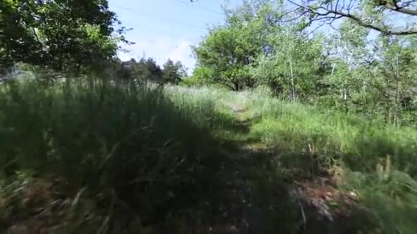 Herbe haute et chemin — Video