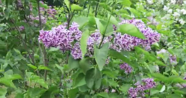 Girl in a lilac garden — Stock Video