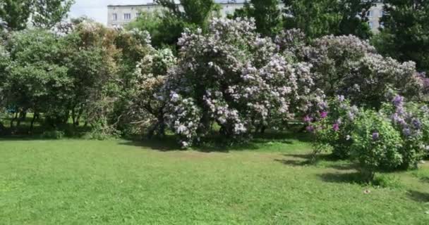 Jardín lila en Moscú — Vídeo de stock