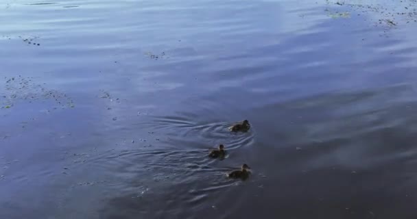 Ducklings with a duck — Stock Video