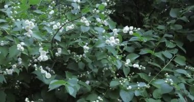 Chubushnik Hibrit Manto DErmin the Manteau d Hermine