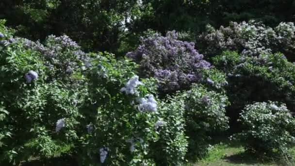 Šeříková zahrada v Moskvě — Stock video