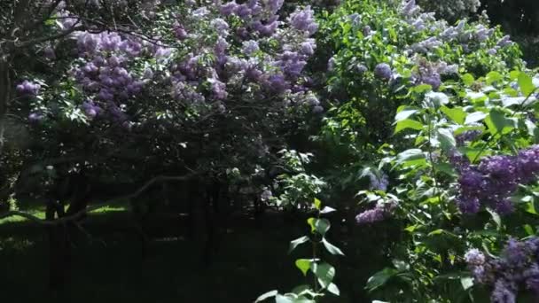 Giardino lilla a Mosca — Video Stock