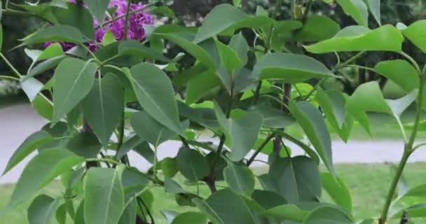 Lilac garden in Moscow — Stock Video
