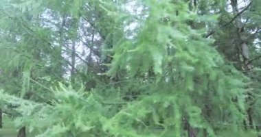 Parkta kabarık firs