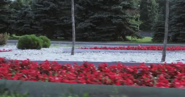 Landscape design flower beds in the park — Stock Video