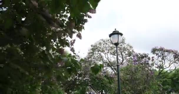 Wiosenne Kwitnienia Drzew Parku Moskwa Liliowy Głóg Rozkwicie Ogród Wczesną — Wideo stockowe