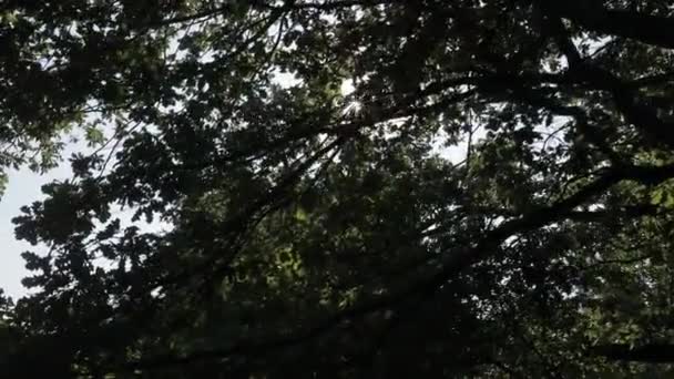 Rayons du soleil parmi les branches — Video