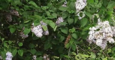 Moskova'da leylak Bahçe