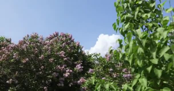 Lila trädgård i Moskva — Stockvideo