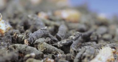 Ivan-çay Çam tomurcukları ile