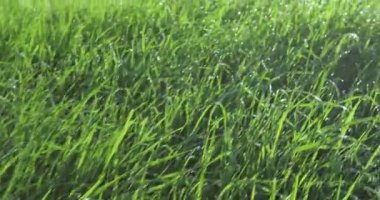 Çim çimen çiy ile