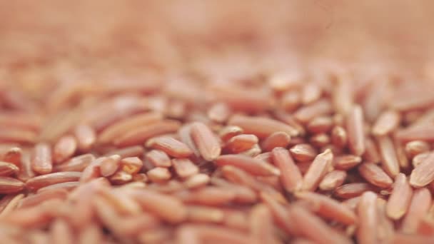 Red Kernel Rice in bulk — Stock Video