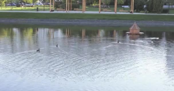 Patos en un estanque en el parque — Vídeos de Stock