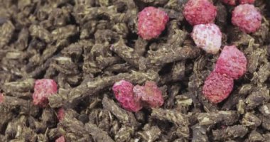 Ivan-çay çilek ile