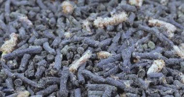 Ivan-çay Çam tomurcukları ile