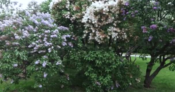 Jardín lila en Moscú — Vídeos de Stock