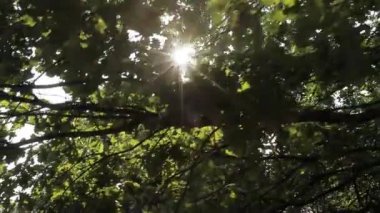 Dallar arasında güneş ışınlarının