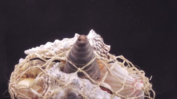 Készlet-ból ömlesztett tengeri kagylókból — Stock videók