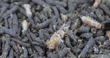 Ivan-çay Çam tomurcukları ile