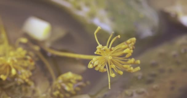 Pepinos em conserva com endro — Vídeo de Stock