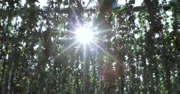 Hanging plants on the wire — Stock Video