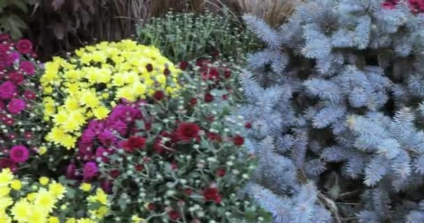 Camas de flores e árvores com arbustos no parque da cidade — Vídeo de Stock