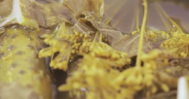 Dereotu ile salatalık turşu