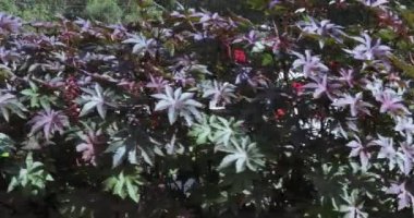 Sokolniki Parkı 'ndaki çeşme