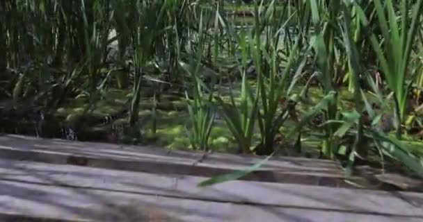 Pond with wooden houses for ducks — Stock Video