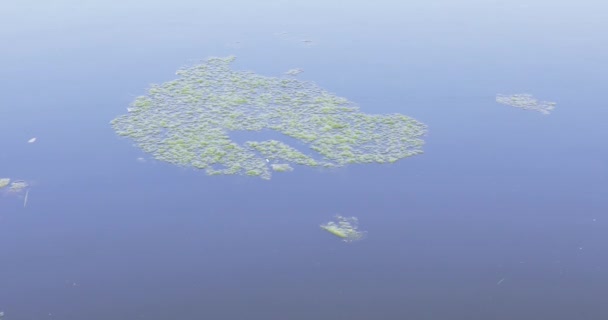 Algas verdes numa lagoa — Vídeo de Stock
