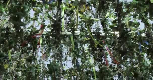 Tel üzerinde asılı bitkiler — Stok video