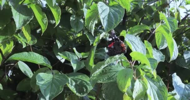 Bush City Park Sits Butterfly — Stock Video