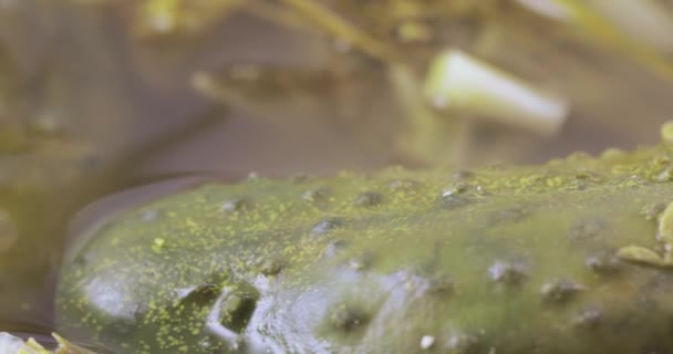 Dereotu ile salatalık turşu — Stok video