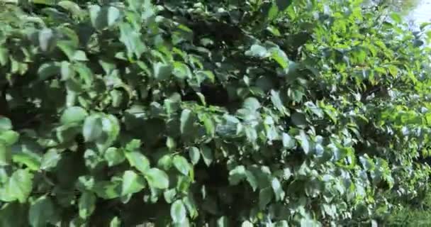Arbusto decorativo no parque — Vídeo de Stock