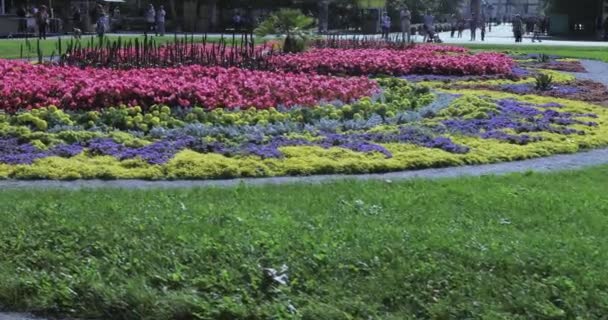 Flowerbeds and trees with bushes in the city park — Stock Video
