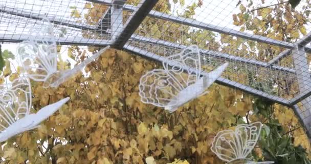 Transparent artificial butterflies — Stock Video